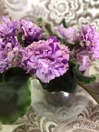 Фиалки (детки/ листы)