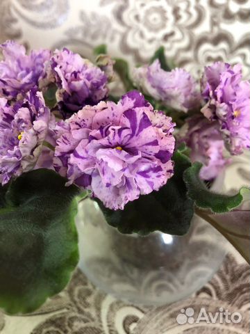 Фиалки (детки/ листы)