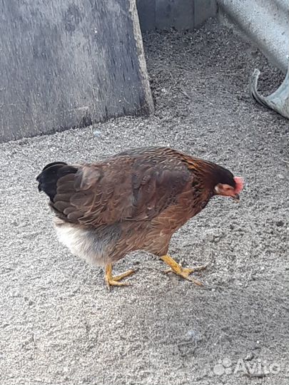 Куры молодки несушки 12мес.,10мес.,5.5 мес.2.5 мес