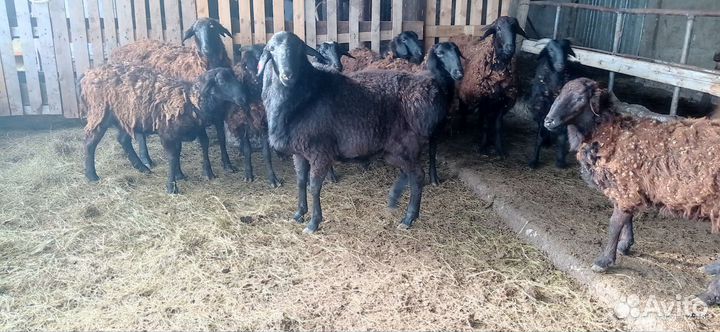 Бараны гиссарские