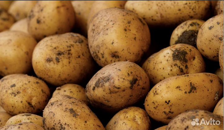 Продам картофель