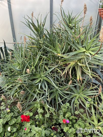 Алое лечебный 20 летний