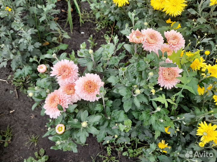 Хризантема