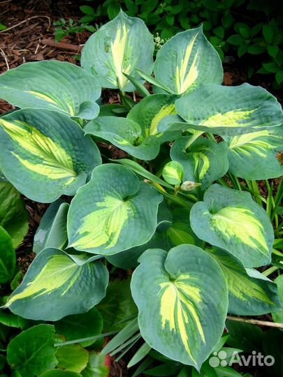 Хоста Дрим Куин