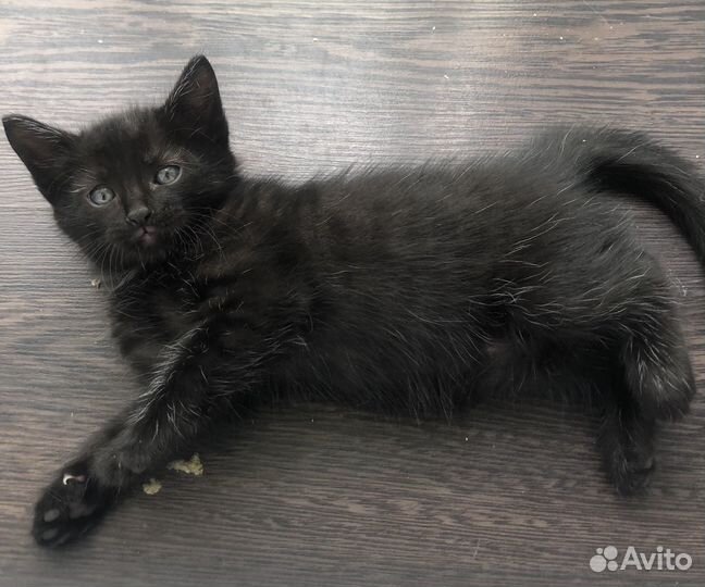 Котики в любящие ручки