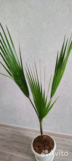 Пальма веерная