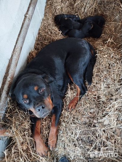 Щенки Ротвейлера