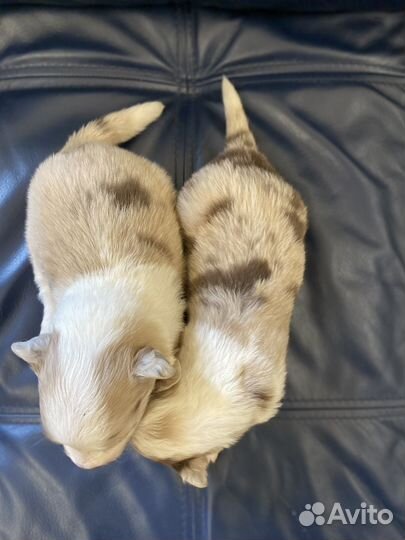 Бордер колли