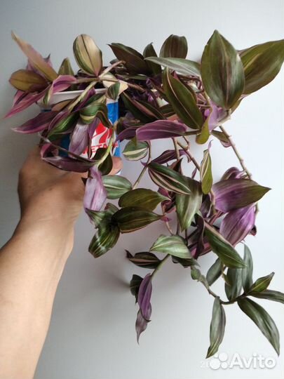 Традесканция трехцветная пурпуза