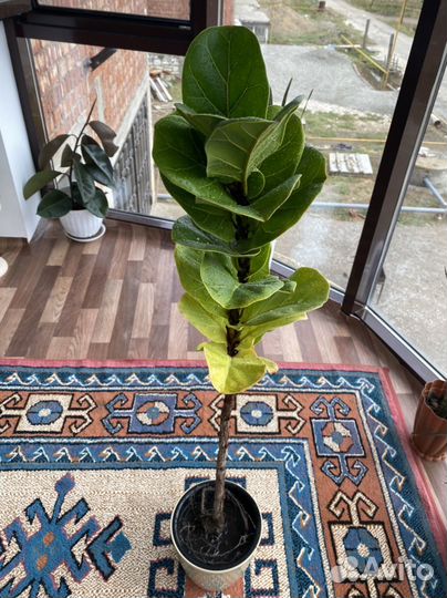 Фикус лирато