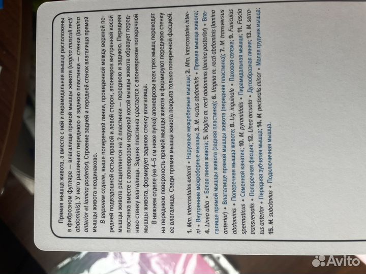 Карточки анатомия человека