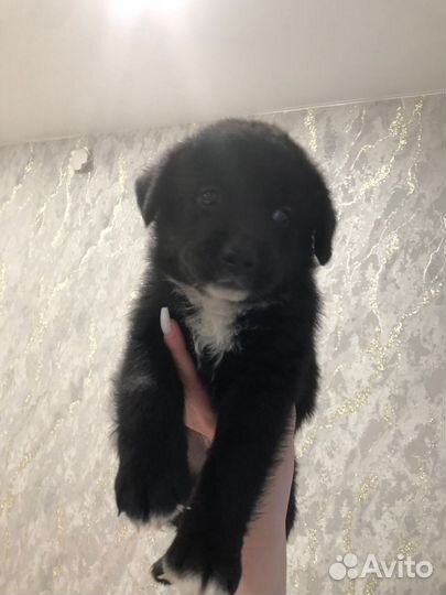 Щенок в добрые руки бесплатно