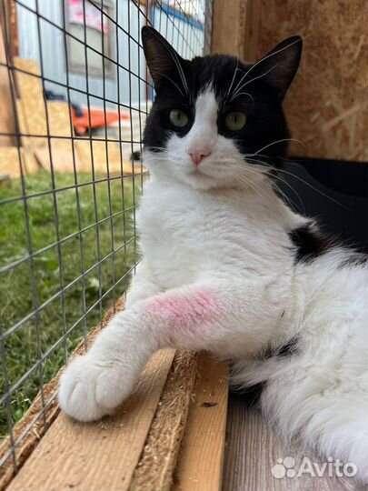 Кот из приюта в добрые руки