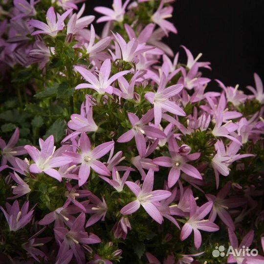 Кампанула (невеста, жених, любовник)