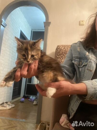 Отдам котенка