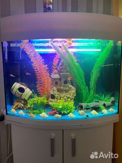 Аквариум Панорамный(непрямоуг) 105 литров с тумбой