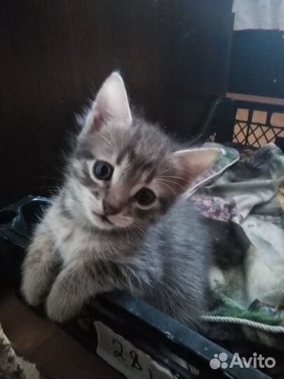 Кошка в дар бесплатно