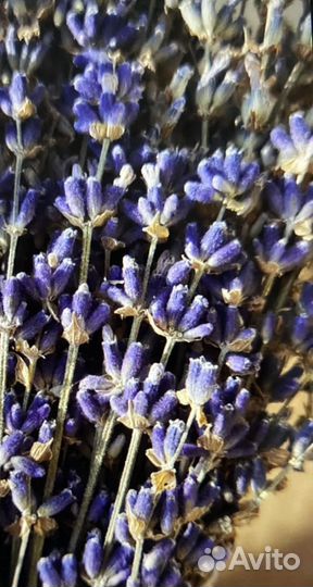 Лаванда Сухоцвет (урожай 2022г)