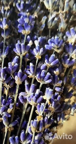 Лаванда Сухоцвет (урожай 2022г)