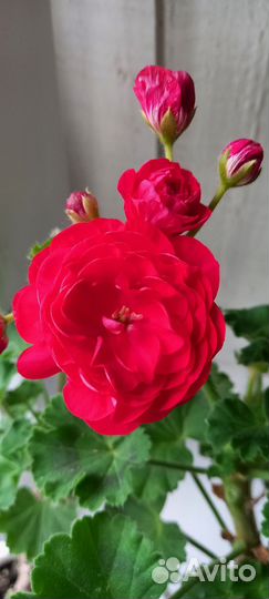 Пеларгония герань Pac Viva Rosita черенок