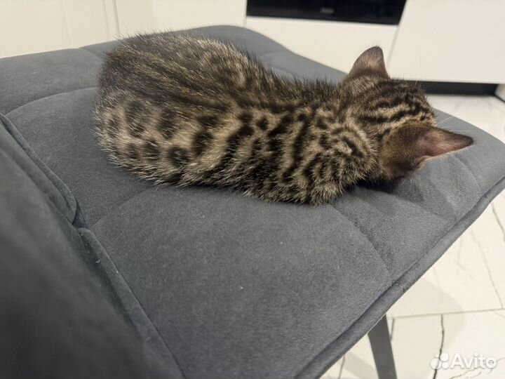 Бенгальская кошка