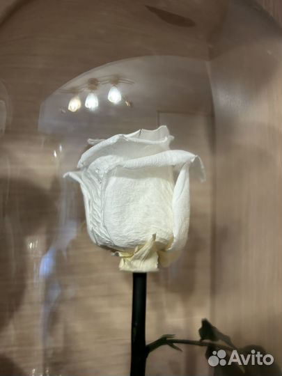 Роза в колбе