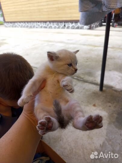 Котята метисы