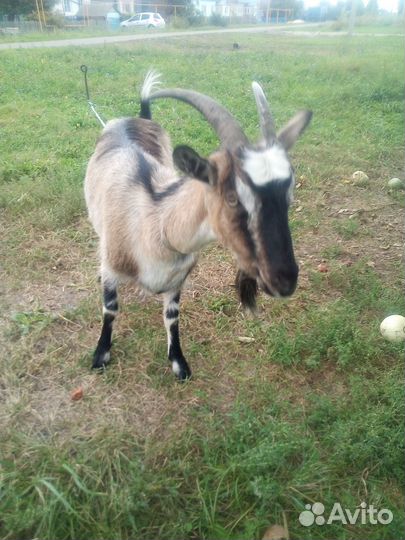 Зааненская дойная коза