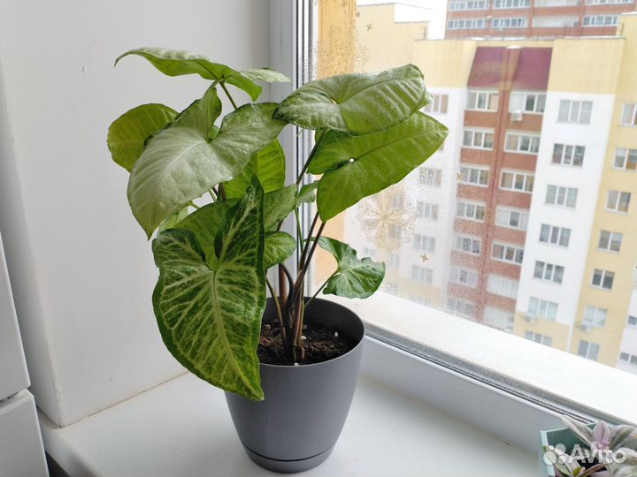 Сингониумы в горшках