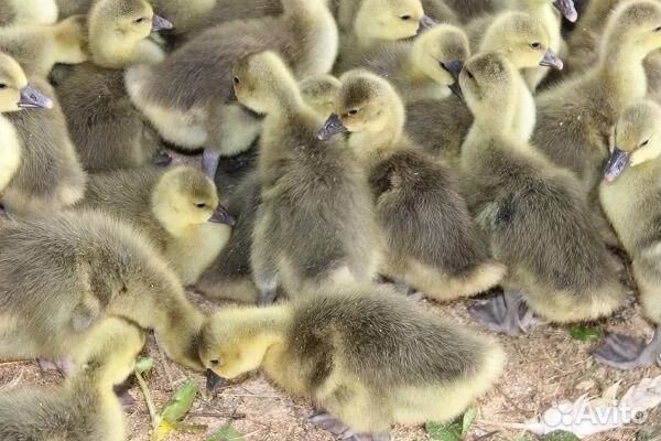 Муларды,утки,гуси суточные