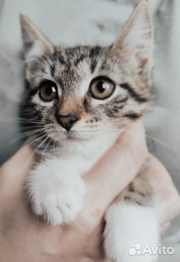 Котёнок девочка 2 месяца ручная