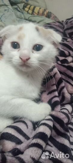 Кошка в дар бесплатно