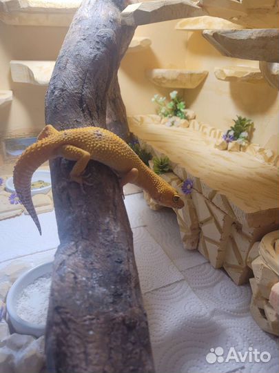 Эублефар вязка