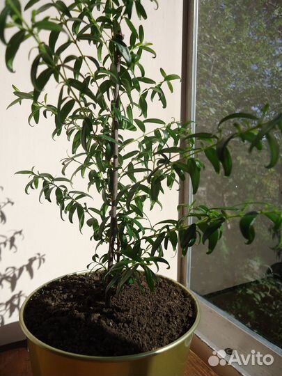 Миртовое дерево