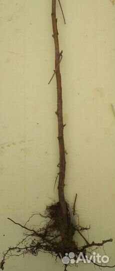 Саженцы ремонтантной малины