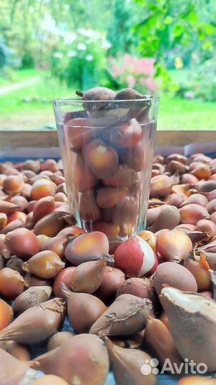 Мелкие луковицы тюльпанов mix