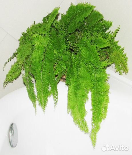 Нефролеписы, Адиантумы, Аир