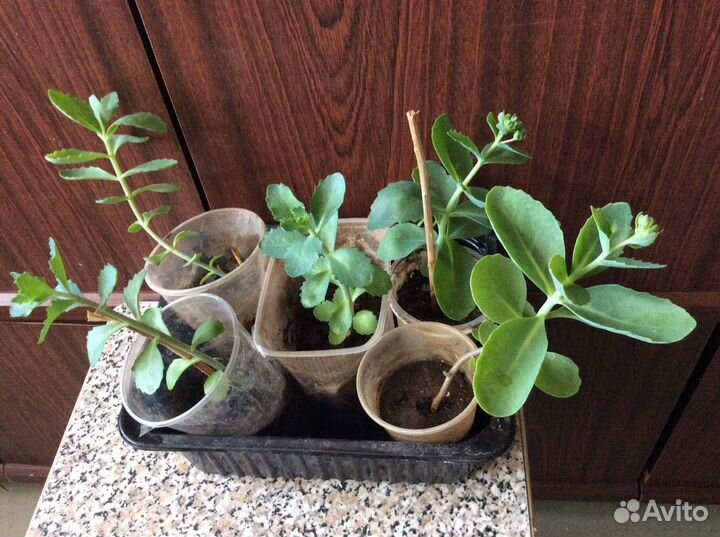 Рассада,Очиток Розовый