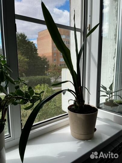 Щучий хвост, 