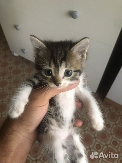 Отдам в добрые руки