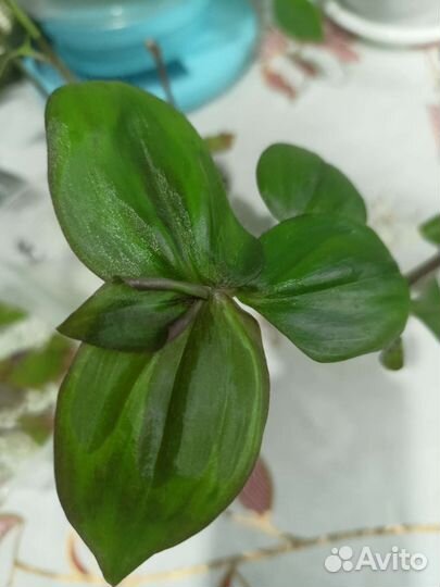 Традесканция сортовые