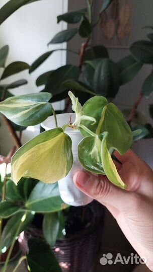 Растения: филодендрон, Спатифиллум, фикус пумила