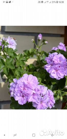 Плющелистная пеларгония акос фармор