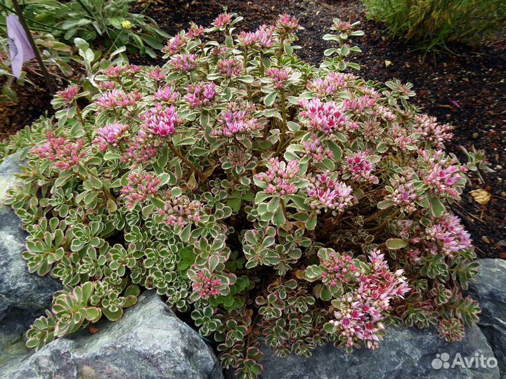 Почвопокровники для сада (многолетники)