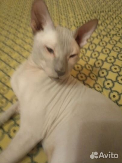 Донской сфинкс