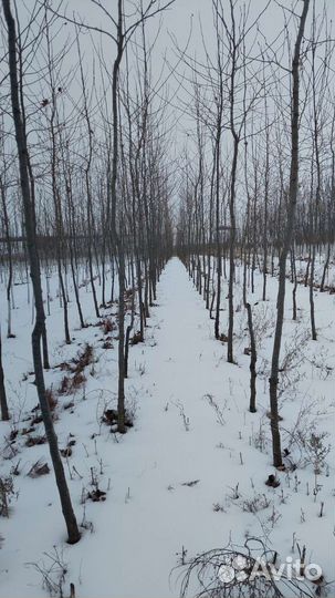 Липа крупнолистная рябина 3 сорта клён крупномеры