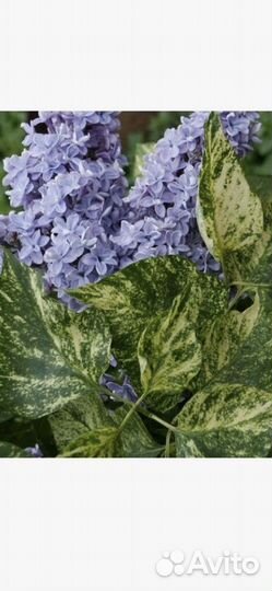 Сирень вариегатная