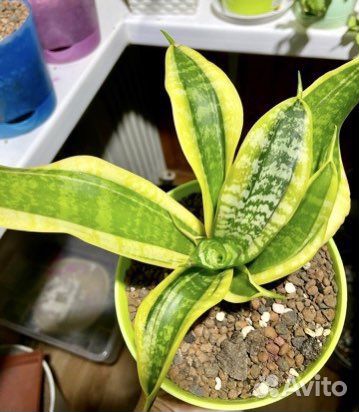 Сортовые сансевиерии и Крассула триколор