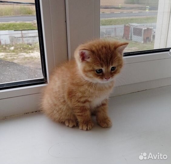 Шотландские котята