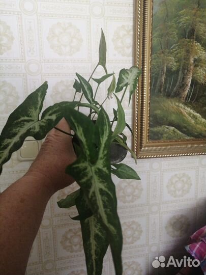 Сингониумы сортовые